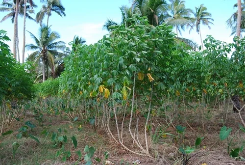 BLOG Manioke plants